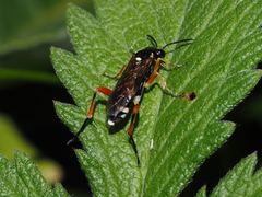 Macrophya rufipes