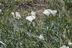 Convolvulus holosericeus