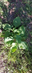 Plantago major