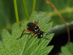 Macrophya rufipes