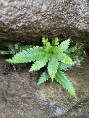 Pteris minor