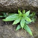 Pteris minor - Photo (c) 兔尾草 | BunnyTailGra22, some rights reserved (CC BY-NC), uploaded by 兔尾草 | BunnyTailGra22