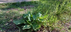 Plantago major
