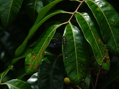 Burmagomphus vermicularis