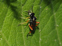 Macrophya rufipes