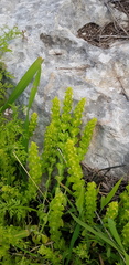 Cruciata articulata