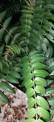 Ailanthus altissima