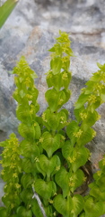 Cruciata articulata