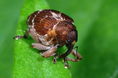Coeliodes