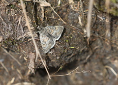Metaxmeste phrygialis