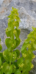 Cruciata articulata
