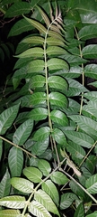 Ailanthus altissima