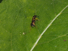 Macrophya postica