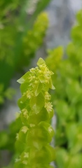 Cruciata articulata