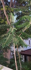 Ailanthus altissima