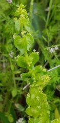 Cruciata articulata