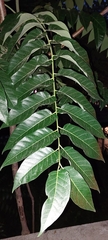 Ailanthus altissima