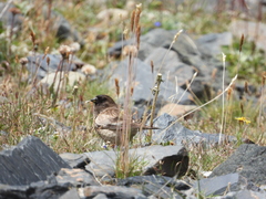 Leucosticte brandti