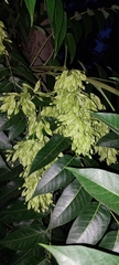Ailanthus altissima