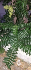 Ailanthus altissima