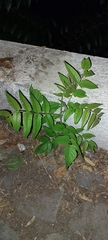 Ailanthus altissima