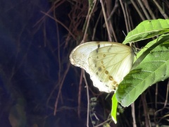 Morpho polyphemus polyphemus