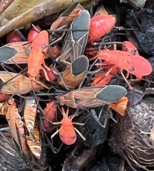 Boisea coimbatorensis