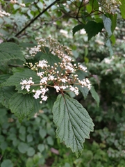 Viburnum betulifolium