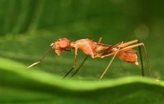 Micropezidae
