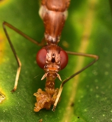 Micropezidae