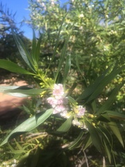 Myoporum montanum