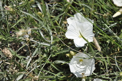 Convolvulus holosericeus