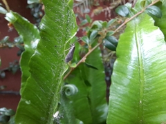 Psychoides verhuella