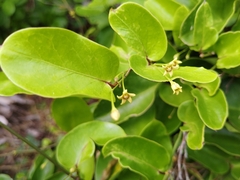 Vincetoxicum confusum