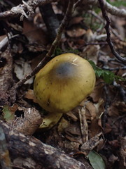 Cortinarius alienatus