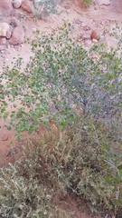 Rhus aromatica simplicifolia