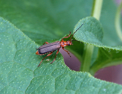 Cultellunguis larvalis