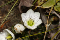 Gentianella montana