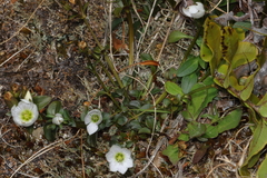 Gentianella montana