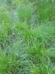 Carex elongata