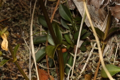 Gentianella montana