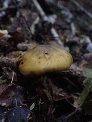 Cortinarius alienatus
