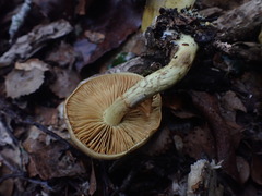 Cortinarius alienatus
