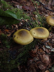 Cortinarius alienatus