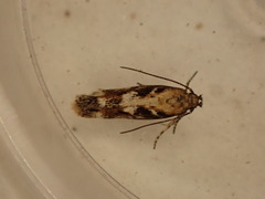 Caryocolum marmorea