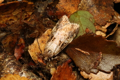 Scoparia acharis
