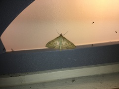 Paratalanta pandalis