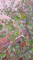 Rhus aromatica simplicifolia