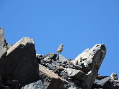 Montifringilla henrici