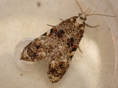 Phtheochroa rugosana